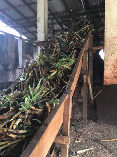 Sugar cane heading up the production line